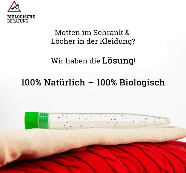 Schlupfwespen gegen Kleidermotten